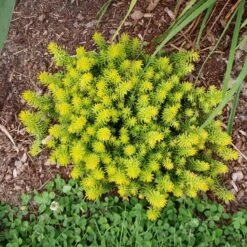 Angelina Sedum 11 Angelina Sedum -High Country Gardens sedum angelina 2