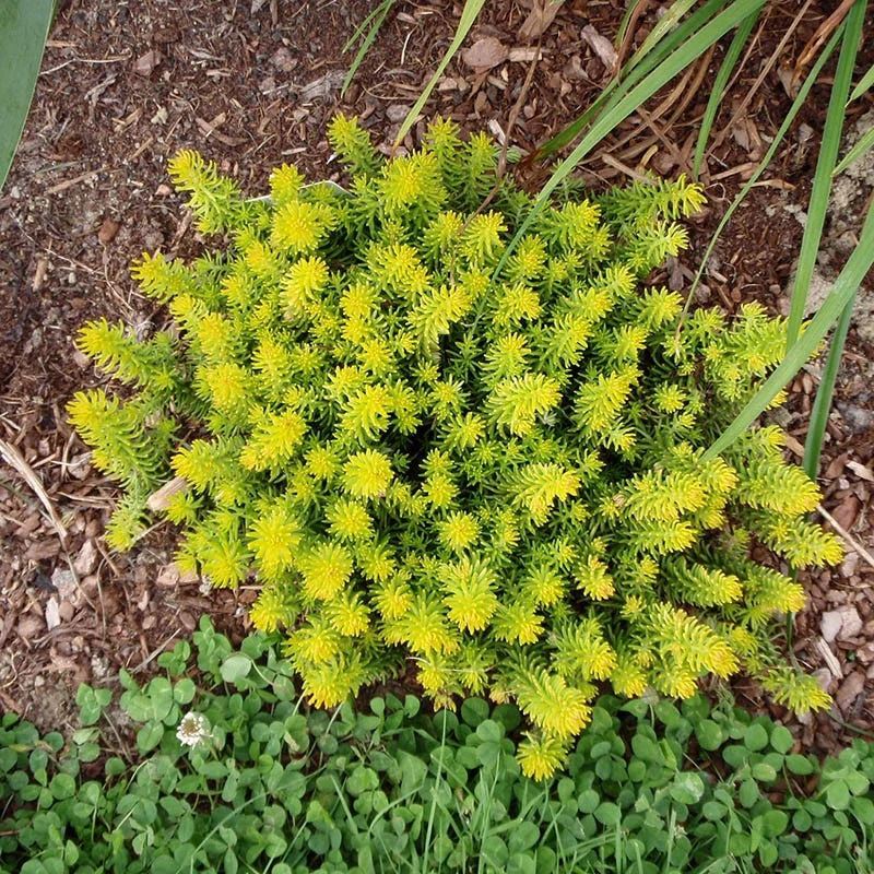 Angelina Sedum 6 Angelina Sedum - Image 4