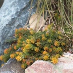 Angelina Sedum 12 Angelina Sedum -High Country Gardens sedum angelina 3