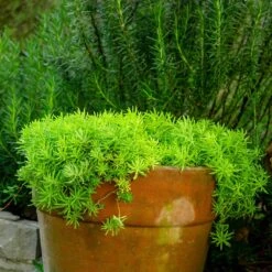 Angelina Sedum 13 Angelina Sedum -High Country Gardens sedum angelina 4