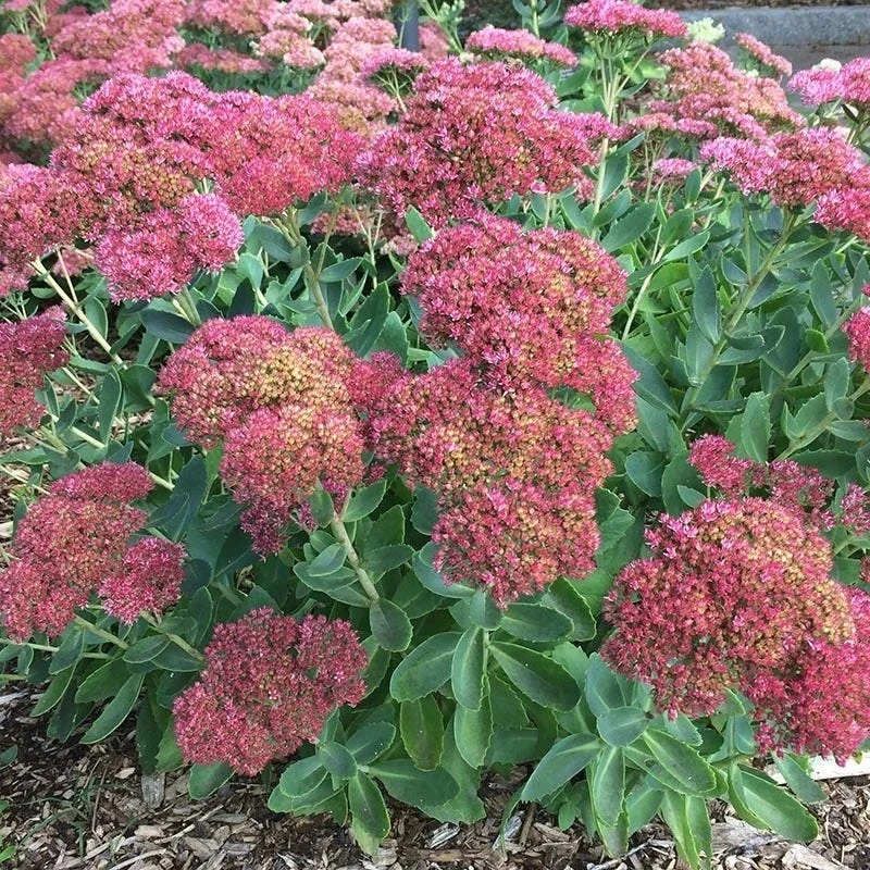 Autumn Fire Sedum 4 Autumn Fire Sedum - Image 2