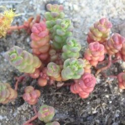 Old Man's Bones Sedum 7 Old Man's Bones Sedum -High Country Gardens sedum globosum old mans bones 1