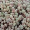 Purple Form Creeping Sedum -High Country Gardens sedum hispanicum v. minus purpurea garden