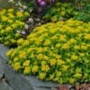 Orange Stonecrop 2 Orange Stonecrop -High Country Gardens sedum kamtschaticum 1