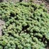 Gray Sedum -High Country Gardens sedum pachyclados 1