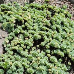 Gray Sedum