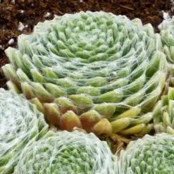 FireSmart Collection - Zone 1 -High Country Gardens sempervivum arachnoideum 3 2 1