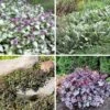 Dry Shade Groundcover Collection 1 Dry Shade Groundcover Collection -High Country Gardens shade drought resistant groundco
