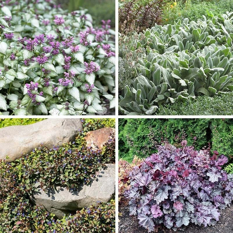 Dry Shade Groundcover Collection 3 Dry Shade Groundcover Collection