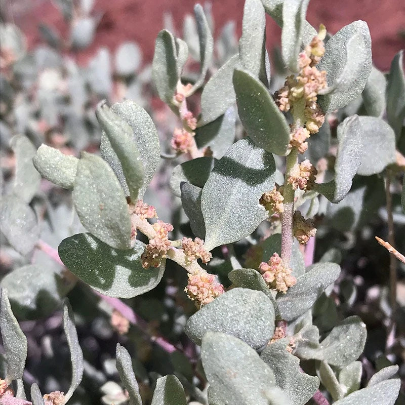 Shadscale Saltbush 3 Shadscale Saltbush