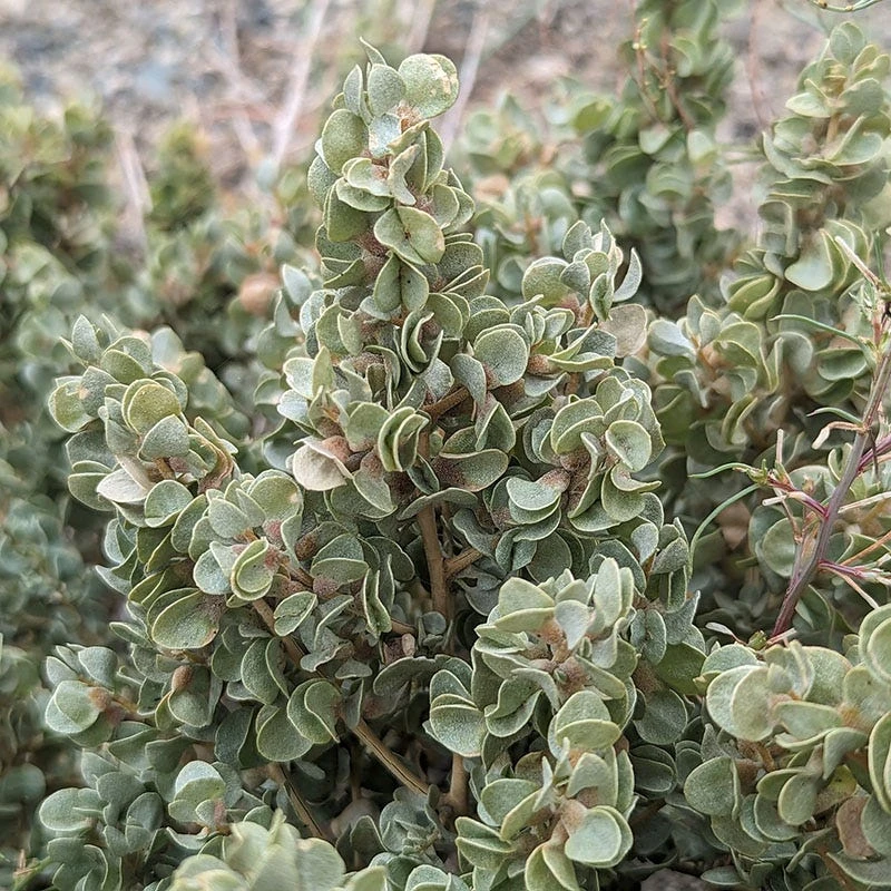 Shadscale Saltbush 4 Shadscale Saltbush - Image 2