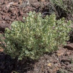 Shadscale Saltbush 7 Shadscale Saltbush -High Country Gardens shadscale saltbush 3