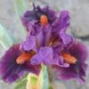 Sharp Dressed Boy Dwarf Bearded Iris -High Country Gardens sharp dressed boy bi 1