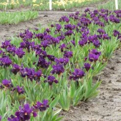 Sharp Dressed Boy Dwarf Bearded Iris -High Country Gardens sharp dressed boy bi 3
