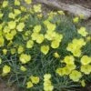 Shimmer Evening Primrose 2 Shimmer Evening Primrose -High Country Gardens shimmer evening primrose 1