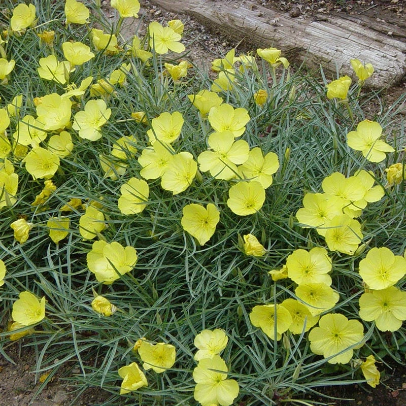 Shimmer Evening Primrose 3 Shimmer Evening Primrose