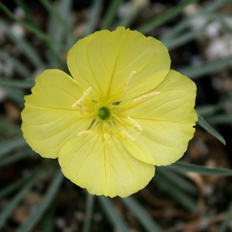 Shimmer Evening Primrose 4 Shimmer Evening Primrose - Image 2
