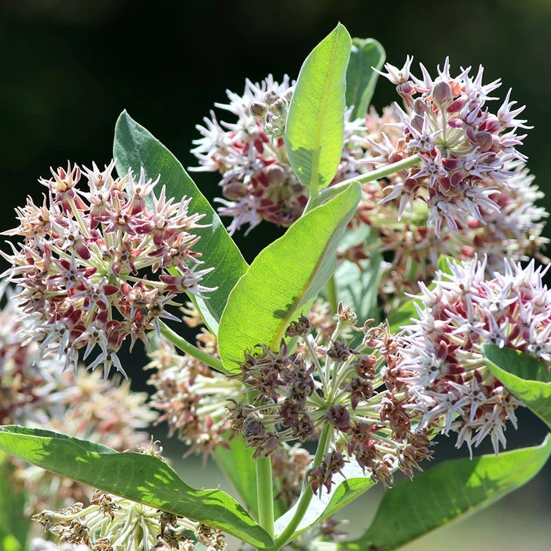 Showy Pink Milkweed 7 Showy Pink Milkweed - Image 5