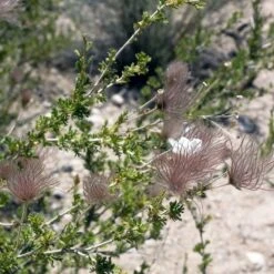 Apache Plume (Fallugia) 12 Apache Plume (Fallugia) -High Country Gardens shutterstock apache plume fallug 2