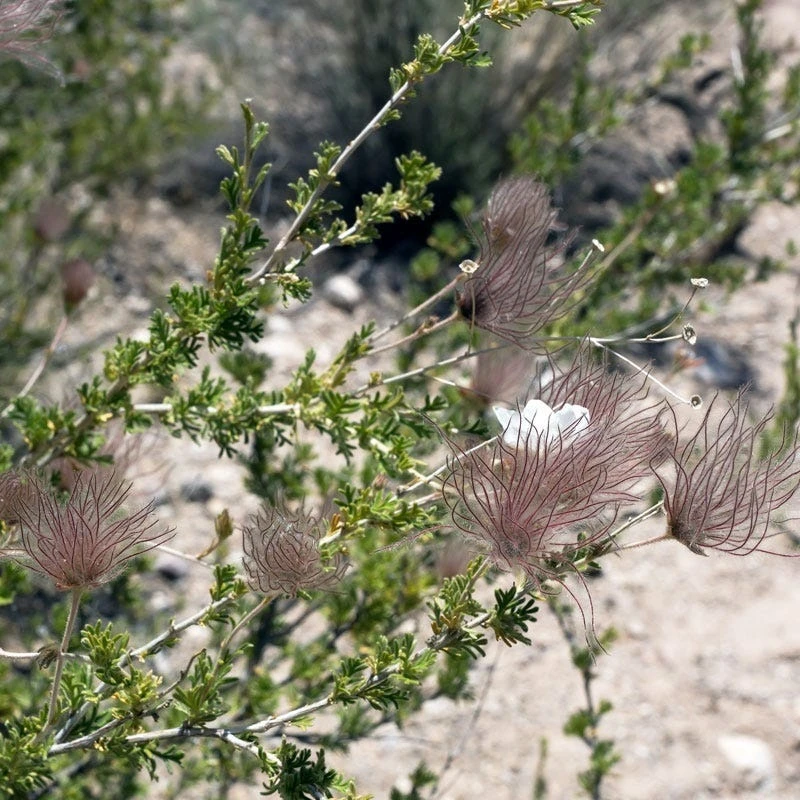 Apache Plume (Fallugia) 6 Apache Plume (Fallugia) - Image 4