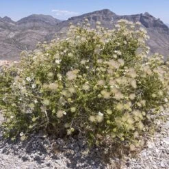 Apache Plume (Fallugia) 15 Apache Plume (Fallugia) -High Country Gardens shutterstock apache plume fallug 3