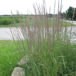 Sideoats Grama Grass -High Country Gardens side oatds grama grass bouteloua curtipendula 2