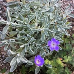 Sarada's™ Greek Mountain Tea 9 Sarada's™ Greek Mountain Tea -High Country Gardens sideritis syriaca 4