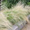 Silky Thread Grass -High Country Gardens silky thread grass 1
