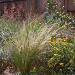 Silky Thread Grass -High Country Gardens silky thread grass 2 1