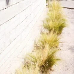 Silky Thread Grass -High Country Gardens silky thread grass 4