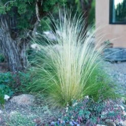 Silky Thread Grass -High Country Gardens silky thread grass 5
