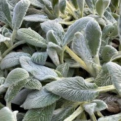 Silver Carpet Lamb's Ear -High Country Gardens silver carpet lambsear 1