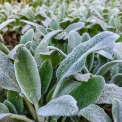 Silver Carpet Lamb's Ear -High Country Gardens silver carpet lambsear 2