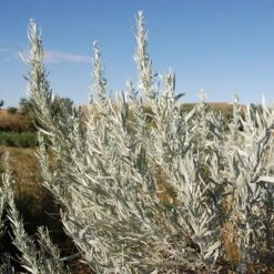 Silver Sagebrush -High Country Gardens silver sagebrush 2 sq