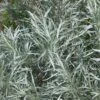 Silver Sagebrush -High Country Gardens silver sagebrush sq
