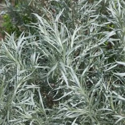 Colorado Perennial Collection -High Country Gardens silver sagebrush sq 1