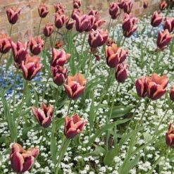 The Sky's The Limit Bulb Collection -High Country Gardens slawa triumph tulip sq
