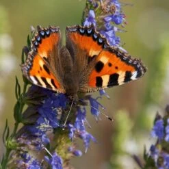 Blue Hyssop (Hyssopus) 10 Blue Hyssop (Hyssopus) -High Country Gardens small tortoiseshell butterfly aglais urticae hyssop hyssopus 1
