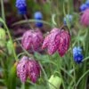 The Sky's The Limit Bulb Collection -High Country Gardens snakes head fritillary shutterstock cropped