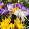 Snow Crocus Mix 1 Snow Crocus Mix -High Country Gardens snow crocus mix 1