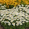 Snowcap Shasta Daisy 2 Snowcap Shasta Daisy -High Country Gardens snowcap shasta daisy 1
