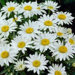 Snowcap Shasta Daisy 7 Snowcap Shasta Daisy -High Country Gardens snowcap shasta daisy 3