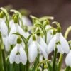 Snowdrops 1 Snowdrops -High Country Gardens snowdrops green white 530249788 cropped