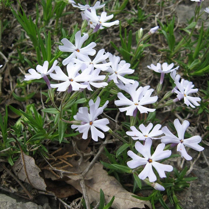 SNOWMASS® Phlox 4 SNOWMASS® Phlox - Image 2