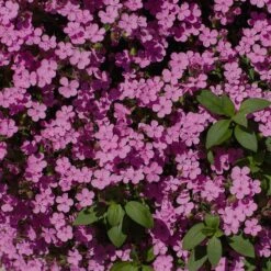 Saponaria Ocymoides -High Country Gardens soapwort saponaria ocymoides 3