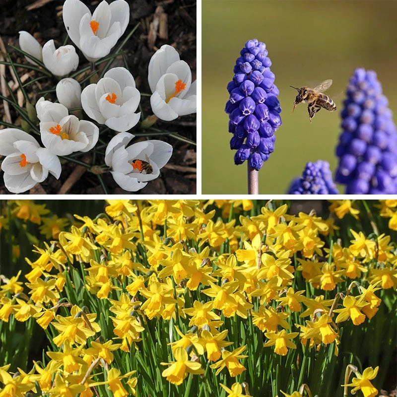 Soft Colors Garden Bulb Collection 6 Soft Colors Garden Bulb Collection - Image 4