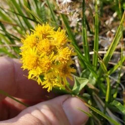 Rocky Mountain Goldenrod (Solidago) -High Country Gardens solidago multiradiata 2