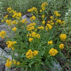 Rocky Mountain Goldenrod (Solidago) -High Country Gardens solidago multiradiata 3