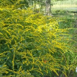 Summer Dreams Pre-Planned Garden -High Country Gardens solidago fireworks cropped 2