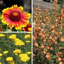 Some Like It Hot Collection 9 Some Like It Hot Collection -High Country Gardens some like it hot coll 10 15 24